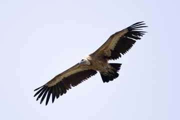 Fototapeta premium Griffon Vulture (Gyps fulvus) soaring in the clear blue sky over Episkopi, Cyprus