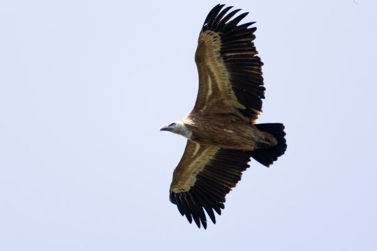 Griffon Vulture (Gyps fulvus) soaring in the clear blue sky over Episkopi, Cyprus