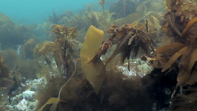 Kelp sways rhythmically in the ocean current near the California coastline. Sunlight filters through the kelp, creating dancing shadows on the seabed. A peaceful underwater garden.
