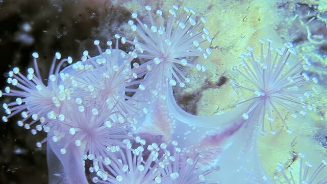 Observe the delicate movements of Lucernaria quadricornis, the stalked jellyfish, as it sways gently in its underwater Arctic home. See it hunting and living its simple life.