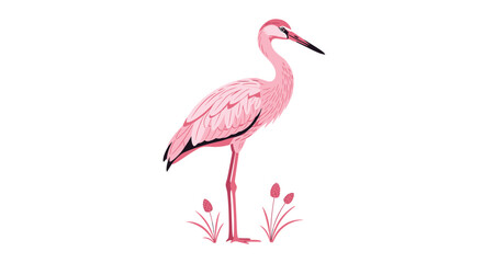 Fototapeta premium A graceful pink wading bird stands in profile with a sharp beak above delicate fuzzy plant stems on a clean, solid, bright white background.