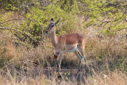 View of an injured impala with a bloody leg wound standing in the dry bushveld of the savanna Skukuza, Mpumalanga, South Africa.