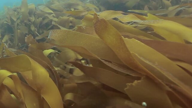 Sunlight flickers through the swaying kelp forest. This mesmerizing view offers a tranquil peek into the marine ecosystem found off the coast of Monterey, California.