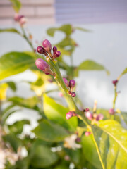 Obraz premium Purple citrus flower buds on a lemon tree branch