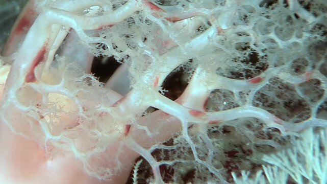 Close view of Cucumaria miniata using its feathery tentacles to capture plankton drifting in cold waters off coast of North America. Holothuria ingests tiny organisms for sustenance.