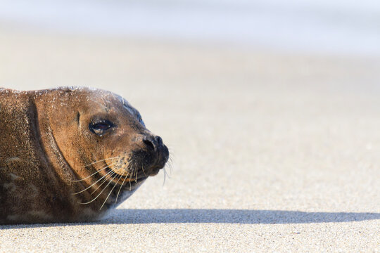 Cute and relaxed sea lion head only on sandy beach, La Jolla, California