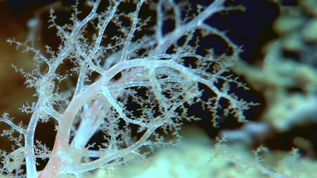 Observe a Holothuria, Cucumaria miniata, also known as the orange sea cucumber. See how this creature uses its tentacles to capture plankton in the cold Arctic Ocean.