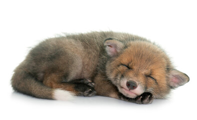 Fototapeta premium sleeping red fox cub