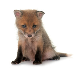 Fototapeta premium sleeping fox cub