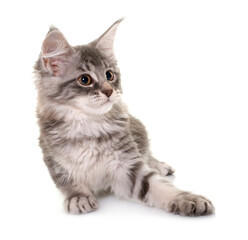 Fototapeta premium maine coon kitten