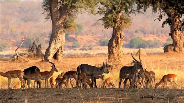 water-buck and impala grazing in beautiful landscape 563
