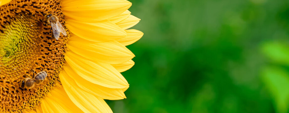 banner of yellow sunflower with bees collecting pollen, close-up in summer garden, vibrant petals and natural green background, sunny floral scene.