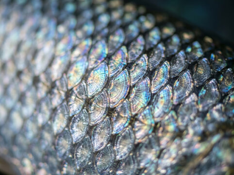 Iridescent silver fish scales texture close up