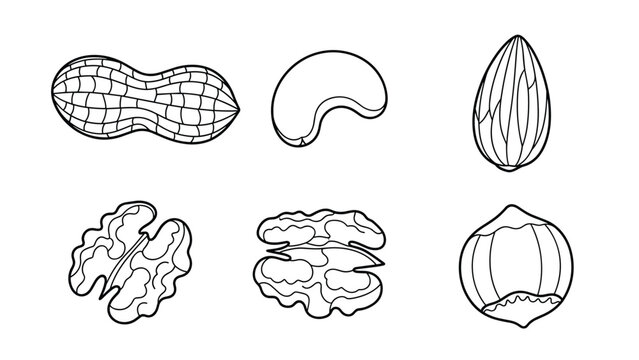 Set of black and white line drawings showing various types of nuts such as peanuts, cashews, almonds, and walnuts for culinary education themes.