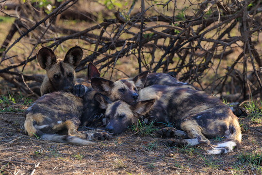 View of a pack of African wild dogs resting together in a huddle under dry bushes in the bushveld of Kruger National Park Skukuza, Mpumalanga, South Africa.