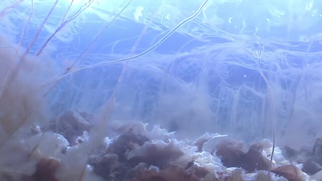 A glimpse beneath the surface reveals an active ecosystem. Decomposing matter rests on the lakebed. Filamentous algae sway gently. Sunlight dances on the surface as viewed from below.