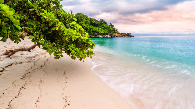 Exotic seascape with sea grape trees leaning above a Caribbean beach at sunset, in Cayo Levantado, Dominican Republic