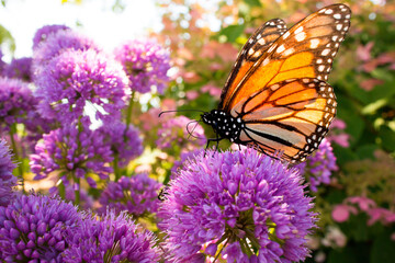 Monarch butterfly pollinates colorful purple globe flower garden during migration © MediaMarketing