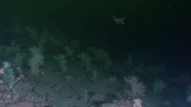 Explore the depths of the ocean where soft corals sway in the currents. Glimpse a colorful world teeming with life and delicate structures at the edge of a thriving reef habitat.
