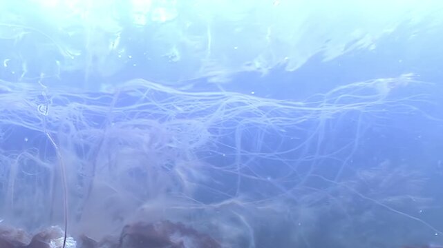 A curious aquatic exploration of underwater movement and currents. Observe light playing upon the water. The sun beams down illuminating the watery depths. Observe the dark depths beneath the surface.