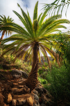 Wundersch&ouml;ne Palme am Rand eines Wanderwegs  im Barranco de Arure auf La Gomera