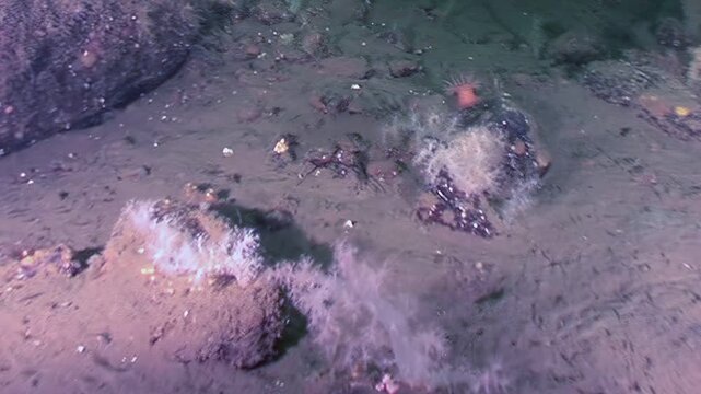 Coral sways gently in the current, deep beneath the surface at Neptune Memorial Reef. Sunlight filters down, illuminating the delicate forms of marine life.