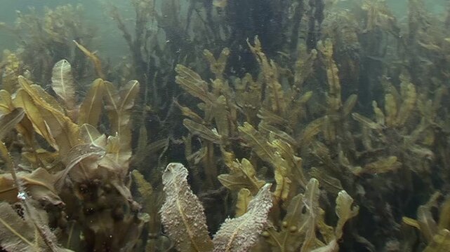 Underwater, brown seaweed grows tall in the ocean, reaching upwards as the water sways them gently. This submerged plant life provides habitat for countless creatures along the Coast.