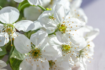 Delicate White Cherry Blossoms Bloom Under a Gentle Sun, Creating a Serene Atmosphere of Spring's Arrival in a Lush Garden © malyutinaanna