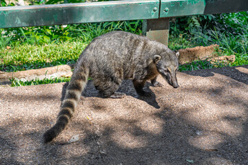 Fototapeta premium South American coati walking on a stone path in a park environment