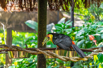 Naklejka premium Exotic red-breasted Toucan perched on a metal feeding bowl under a thatched roof in a lush tropical garden