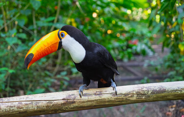 Naklejka premium Stunning Toco Toucan with a massive bright orange beak perched on a branch in the heart of a lush tropical jungle, highlighting the beauty of South American tropical bird species