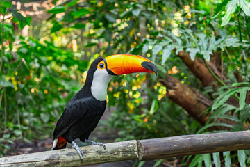 Naklejka premium Magnificent tropical Toco Toucan bird with its iconic yellow and orange beak sitting on a wooden branch in the wild, featuring a stunning blurred green jungle background