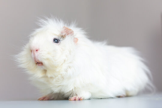 White fluffy guinea pig with long fur standing on a light surface, showcasing its features and texture against a neutral background