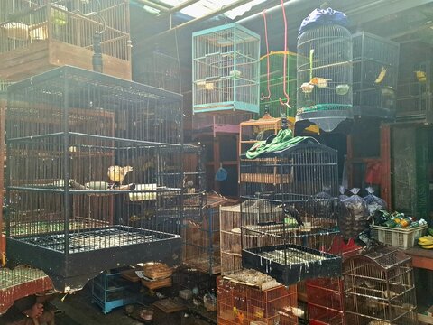 Colorful lovebirds and parakeets inside stacked metal and wood cages at a traditional bird market. Variety of domestic pet birds displayed for sale in an outdoor animal market.