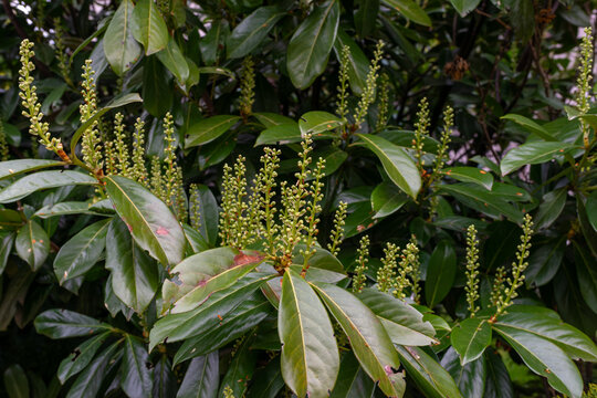 Cherry laurel shrub with upright flower buds and glossy evergreen leaves in a garden. Useful for hedge plant, ornamental shrub, evergreen foliage, landscaping, garden design and botanical texture them