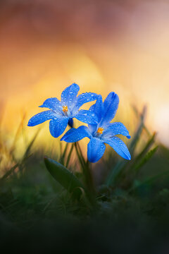 Focus stacked macro of blue glory-of-the-snow (Scilla luciliae, Chionodoxa) spring flowers with raindrops, shallow depth of field, dreamy golden light, and blurred background with sunlight and bokeh