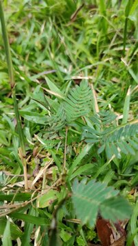 Close-up video of the sensitive plant (Mimosa pudica) closing its leaves after being touched by a finger; a thigmonastic response, developed as a defense against predators. Vertical
