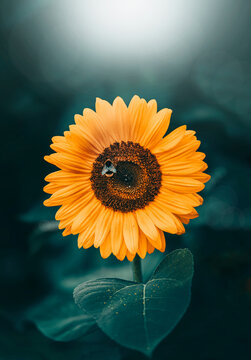 Close up of a bright yellow sunflower with a bumblebee against a deep dark green background, shallow depth of field, dreamy light, and isolated subject.