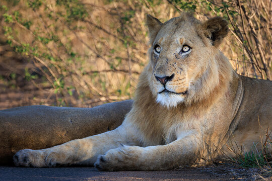 View of a young male lion resting on a road in the Kruger National Park with dry bush vegetation in the background Skukuza, Mpumalanga, South Africa.