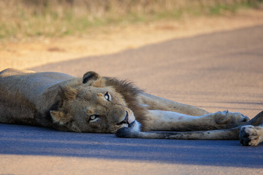 View of a male lion resting on an asphalt road in Kruger National Park with its head turned towards the camera in Skukuza, Mpumalanga, South Africa.