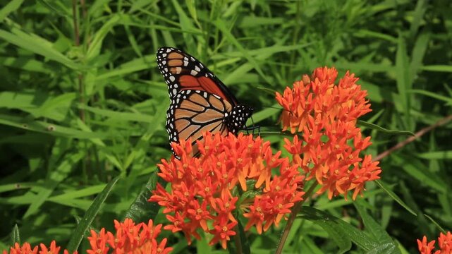 Monarch butterfly feeds on nectar from orange milkweed wildflowers during migration