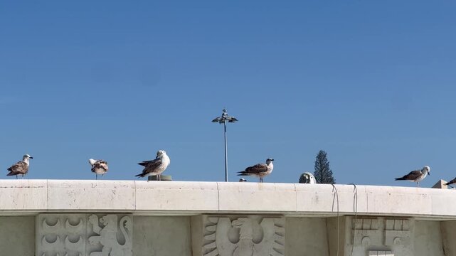 gaivotas cidade 