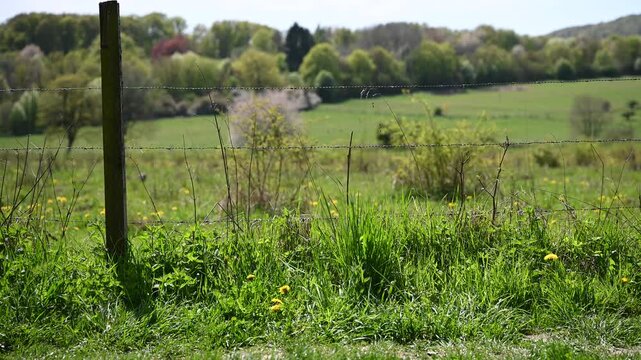 field in spring