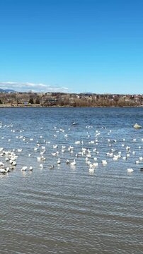 oies des neiges, Ville de Qu&eacute;bec, Canada
