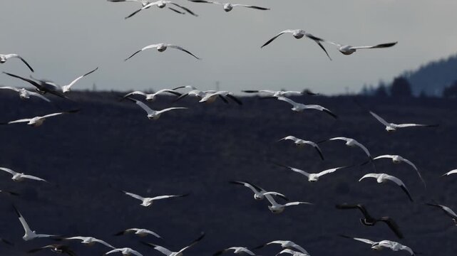 A large flock of snow geese (Anser caerulescens) flies in slow motion over Lower Klamath National Wildlife Refuge with a dark hillside backdrop.
