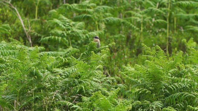 A male whinchat (Saxicola rubetra) sitting in the top of a fern