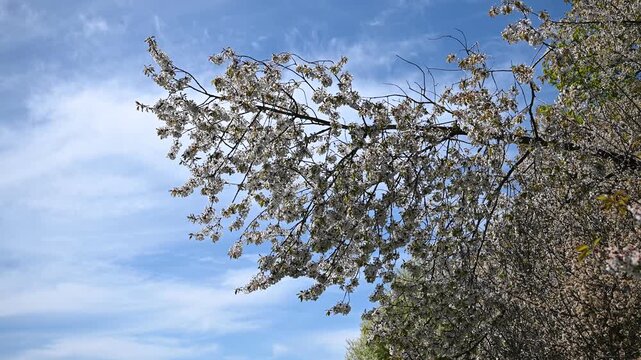 tree branches against blue sky