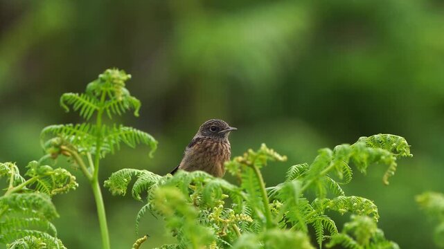 A juvenile European stonechat (Saxicola rubicola) sitting in the top of a fern.