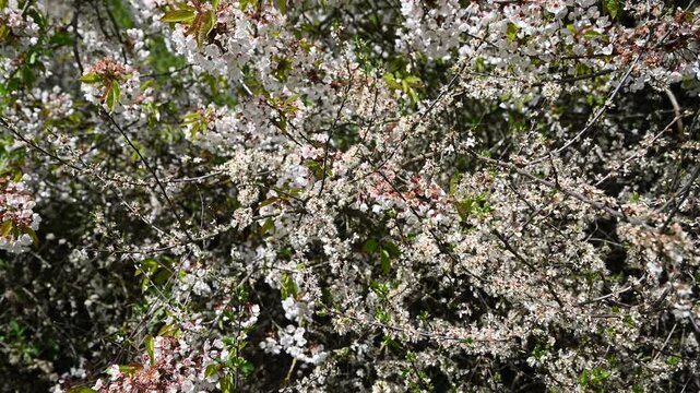 White flowers in spring