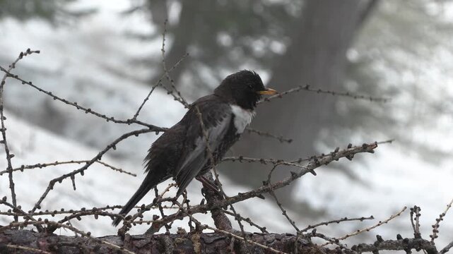Collared blackbird, Turdus torquatus, merlo dal collare